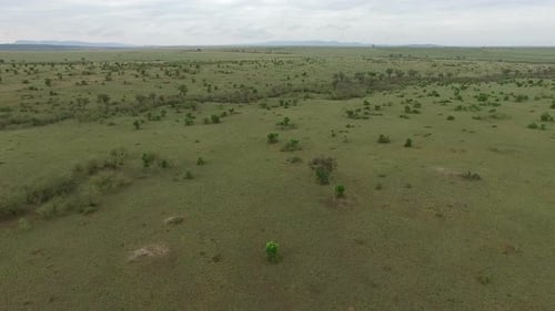 Aerial view of trees on a field