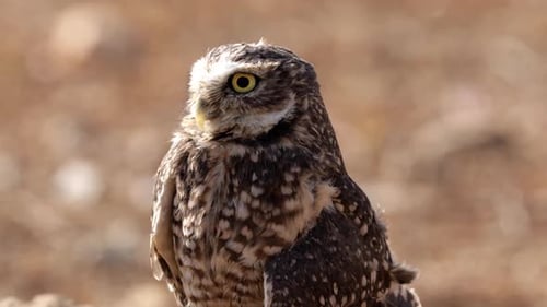 Burrowing Owl in His Hole