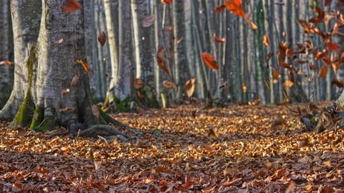 Autumn Leaves Gently Falling in a Forest