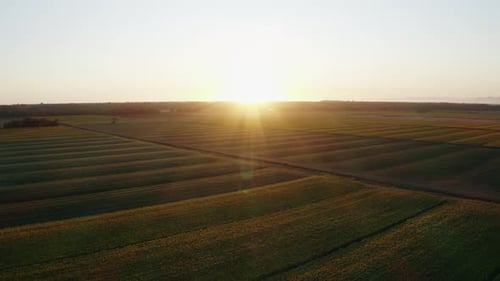 sunflower field at sunset