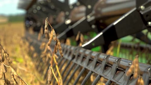 Soybean Harvest with Combine Harvester on Rural Farm