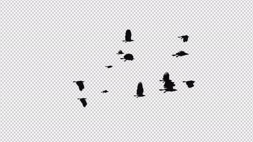 Raven Flock - 13 Birds - Flying Loop II - 4K