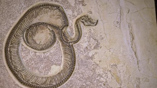 Blick auf das im Museum ausgestellte Schlangenfossil