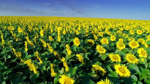 Endless Yellow Sunflower Field Under Blue Sky