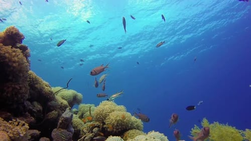 Wunderschöne bunte Unterwasserkorallen und Fische
