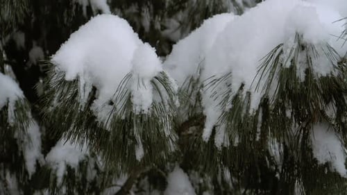 Snowy Pine Needles Covered in Fresh Winter Snow