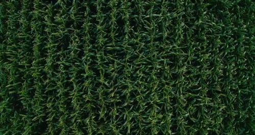 Aerial view of green corn crops field from drone pov, top view
