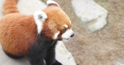 Roter Panda im Zoo