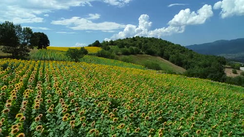 Aerial View of Vast Sunflower Field in Countryside
