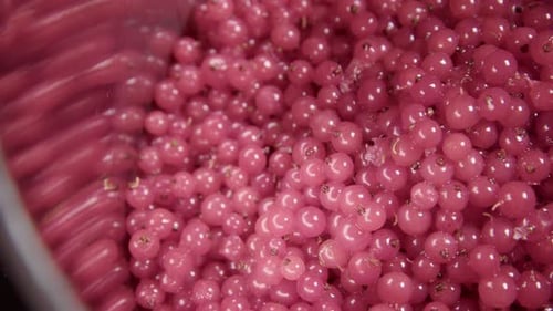 Close-Up of Bouncing Pink Currants in Container