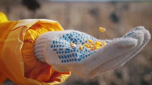 A Farmer Holds Seed Corn in His Hands. Grains Falling in Slow Motion. Good Harvest Concept.