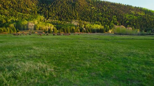 Colorado Wildlife Deer And Elk Game Grazing on Green Grassy Field During Beautiful Sunset In Telluri