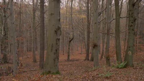 Beautiful beech tree forest in an Autumn