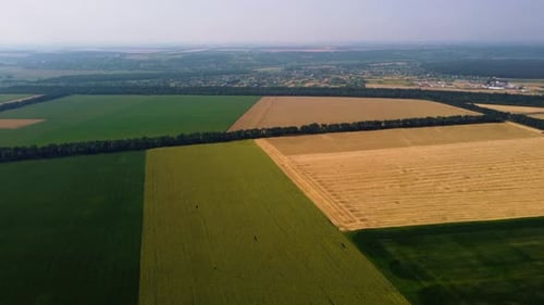 Wheat Field and Different Agricultural Fields