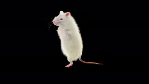 Animated White Rat Standing and Gesturing