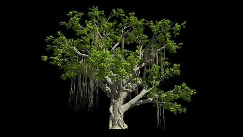 Jungle Tree
