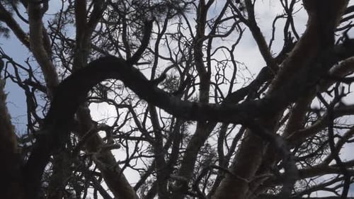Silhouetted Tree Branches Against Cloudy Sky