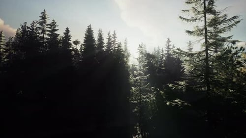 Healthy Green Trees in a Forest