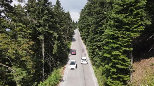 Auto Wald