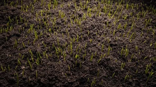 Growing Green Grass Plant