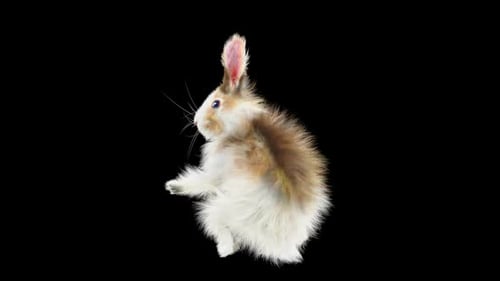 Fluffy Rabbit Jumping Loop Animation