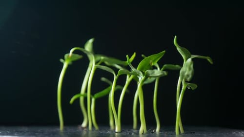 Cultivo de plantas en germinación de brotes de Timelapse