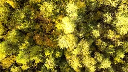 Autumn forest with bright orange and yellow leaves. Dense woods in sunny fall weather.