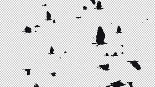 Black Birds - Large Flock - Passing Loop