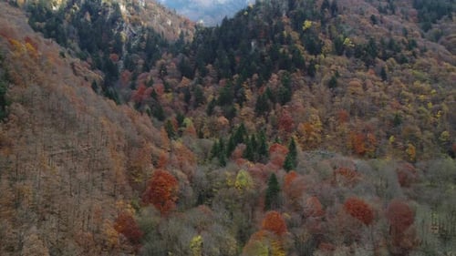 Autumn forest trees yellow and red foliage aerial view, natural colorful park