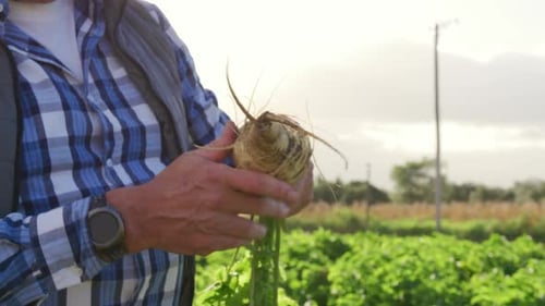 Reifer Mann arbeitet auf Farm