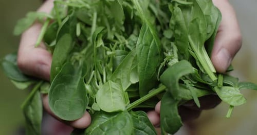 Hands Showing A Pile Of Spinach And Rucola On A Green Background