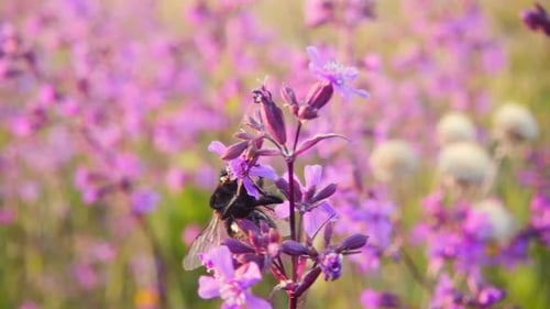 Bumblebee collects nectar from pink flowers