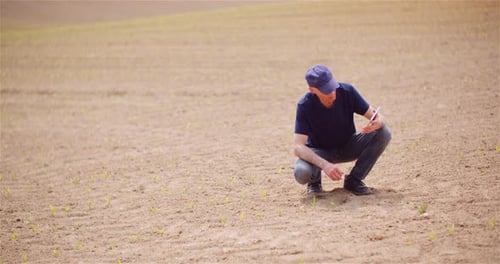 Agriculture - Farmer Examining Young Corn Growing at Agricultural Field