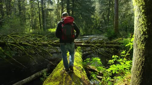 Backpacker walking on fallen tree, Oregon