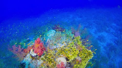 Tropical Fish on Vibrant Coral Reef