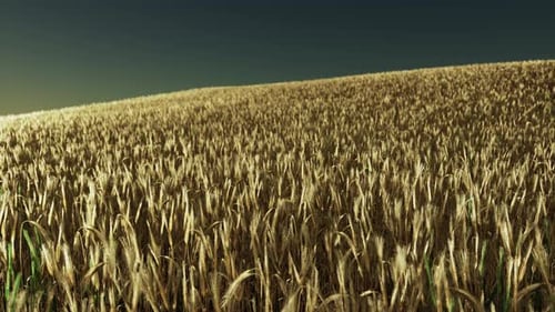Golden Wheat Field at Sunset