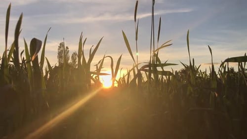 Golden Sunset Through Grassy Field at Dusk