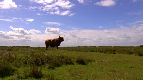 Majestic Highland Cow Grazing in Green Pasture