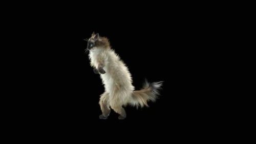 Katze tanzt HD