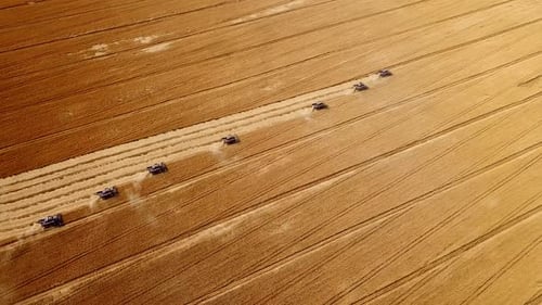 Harvesting Machine Working in the Field. Top View From the Drone Combine Harvester Agricultural