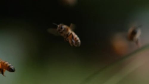 Bees Flying Close-Up in Natural Environment