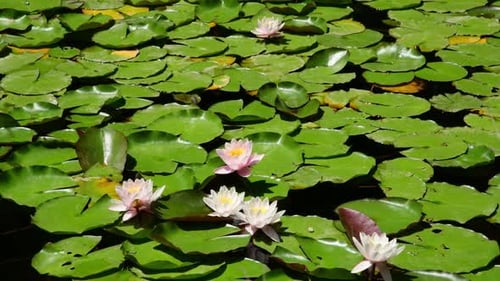 The Surface of a Pond Overgrown with Blooming Pink Water Lilies