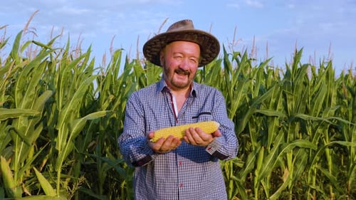 Front View Elderly Man Farmer in Corn Field Hold Yellow Ripe Corn Cob in Hands Looking at Camera