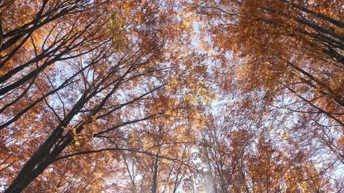 Low angle of autumn trees