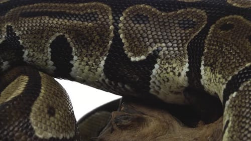 Royal Python o Python Regius sobre un obstáculo de madera en el estudio sobre un fondo blanco. De cerca