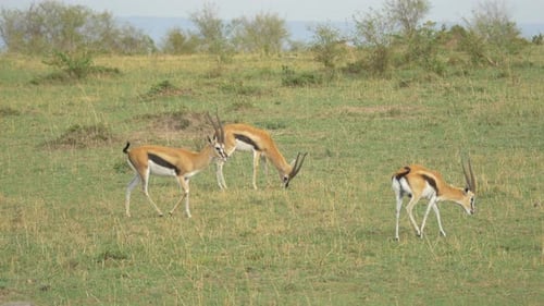 Thomson's Gazelles Grazing in African Savannah
