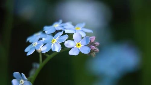 Cluster of Delicate Light Blue Forget-Me-Not Flowers