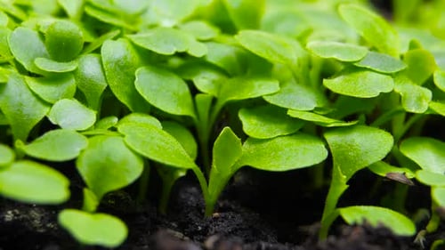 Agriculture
