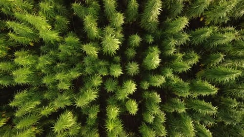 Aerial View of Large Cannabis Marijuana Fields at Sunset