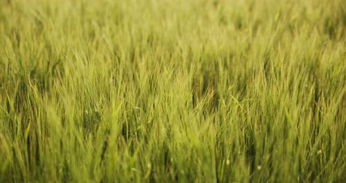 Unripe Green Yellow Ears Of Wheat Close Up